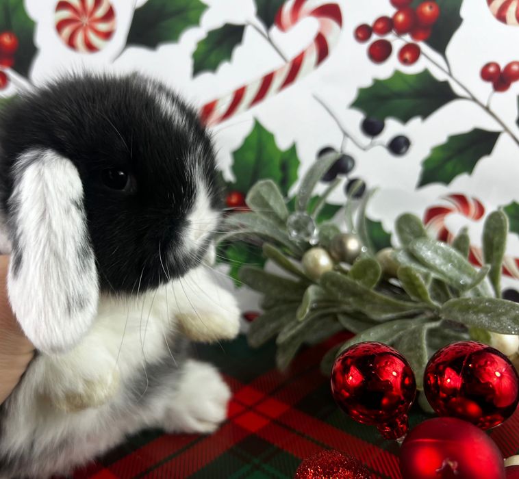 Mini lopy karzełki teddy z zarejestrowanej hodowli