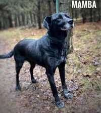 Labrador mix sunia, 5 letnia, wyrzu ona