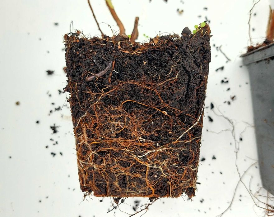 Sadzonki maliny| Malina żółta Golden Queen |2-letnie|certyfikat CAC|P9