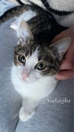 Nadziejka - około 3-4 miesięczna kotka do adopcji