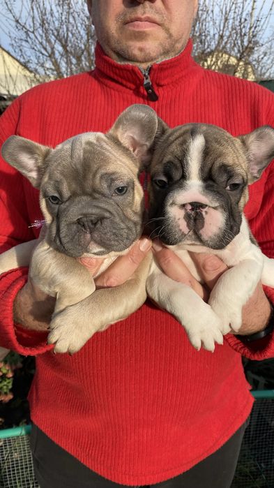 Французский бульдог