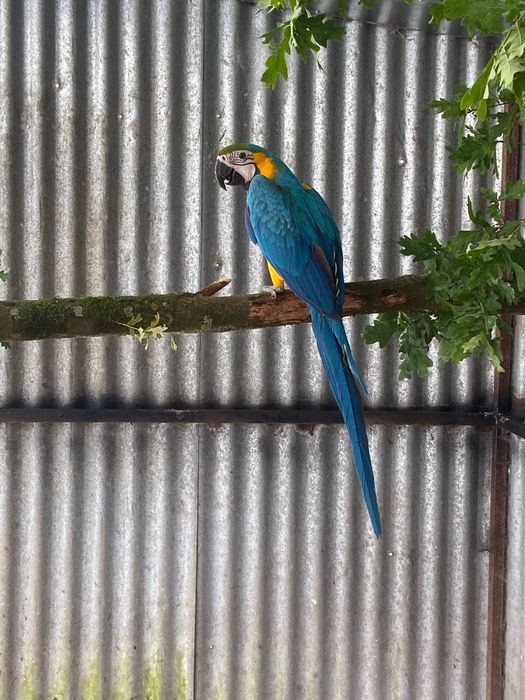 Aves para ceder com documentos