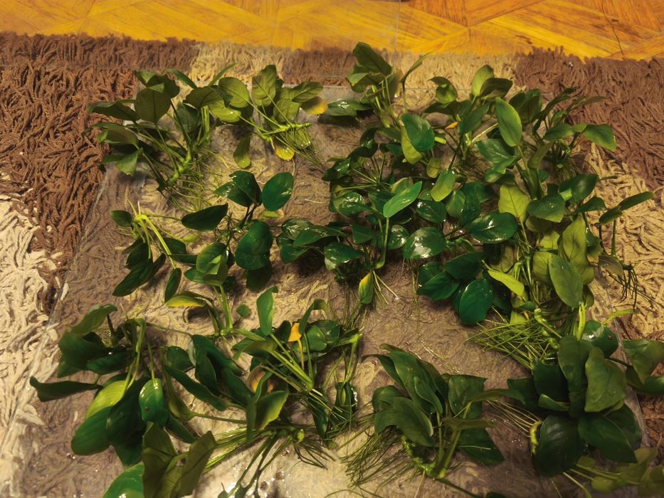 roślinki Anubias
