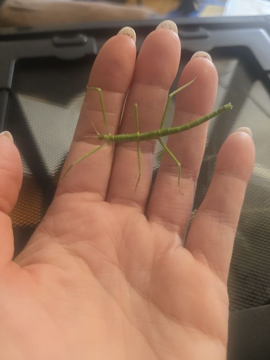 Patyczaki rogate i skrzydlate patyczak Strzelin