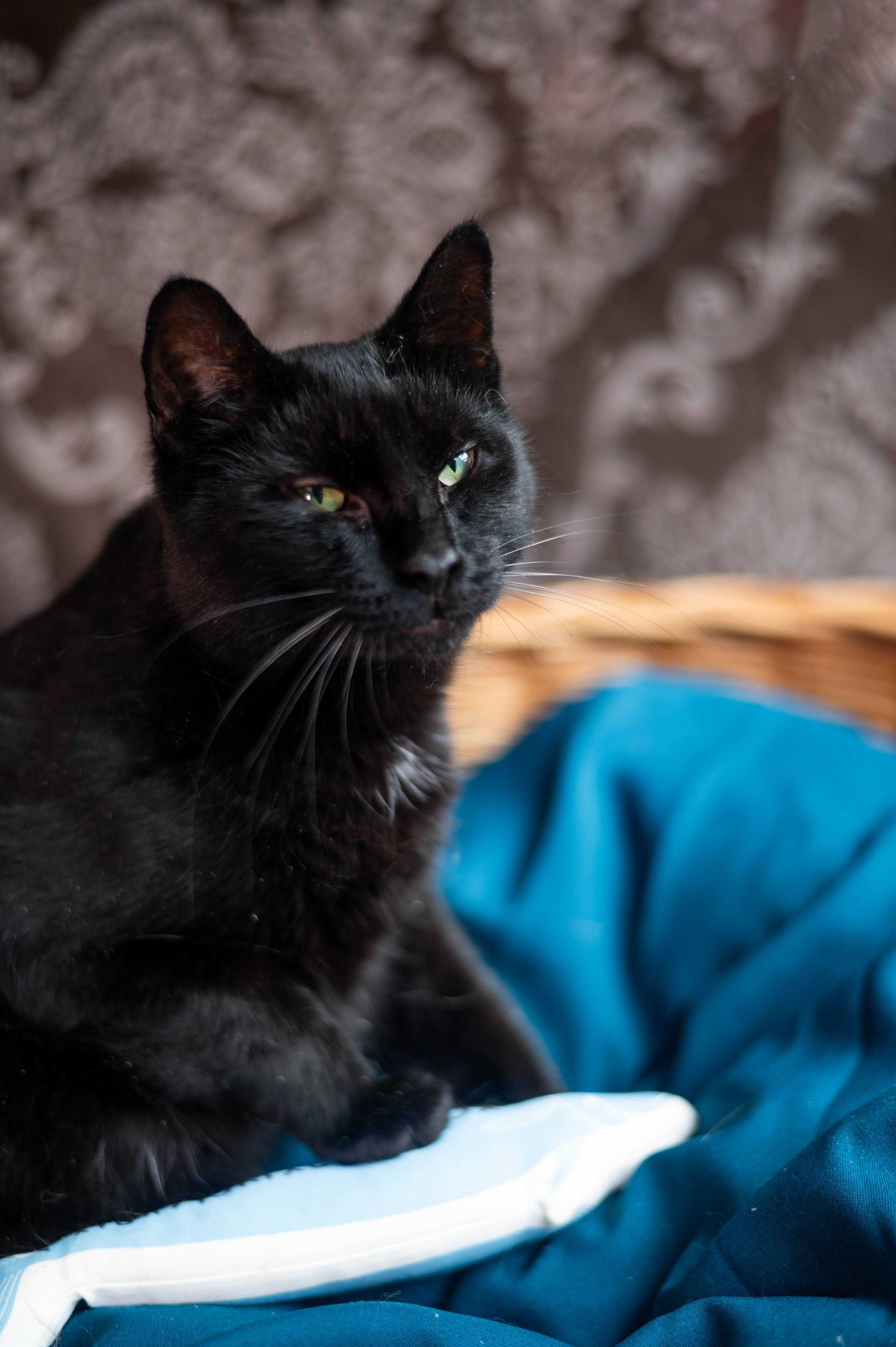 SZPAK MEFISTO kocur do adopcji