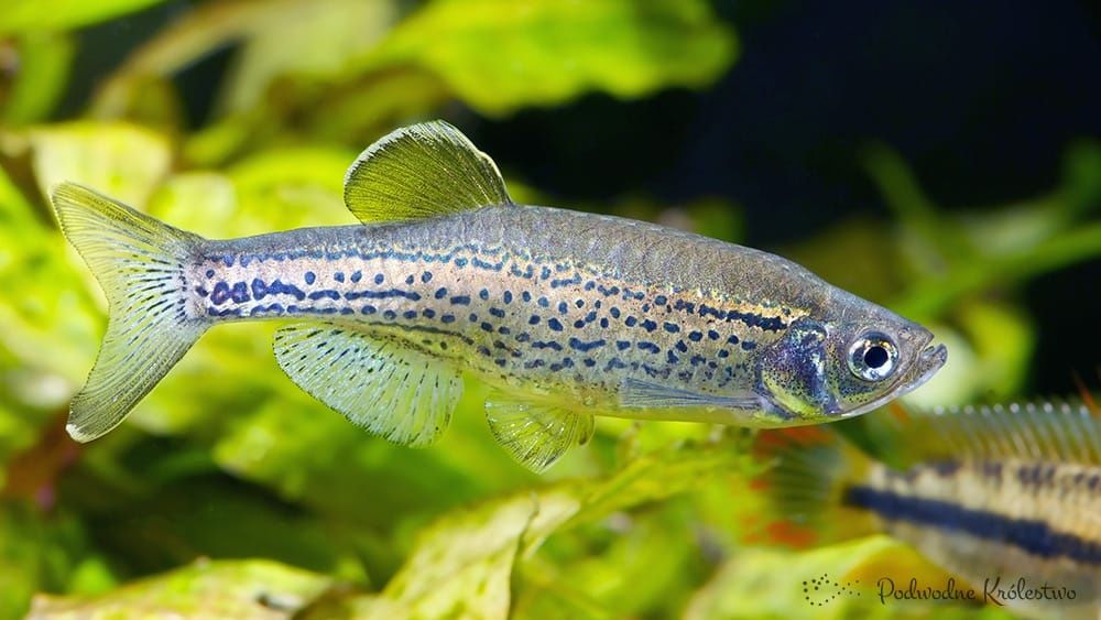 Super cena przy zakupie 20 sztuk DANIO PRĘGOWANY welonowy  4cm