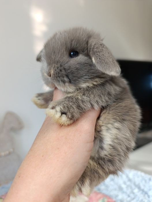 Królik króliczek mini lop hodowla zarejestrowana