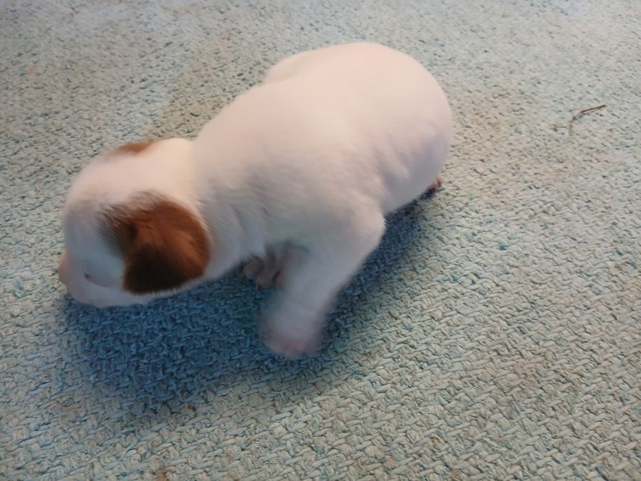 Jack russel terrier