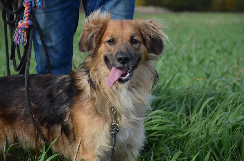 Karo - chodząca psia radość i pozytywna energia!