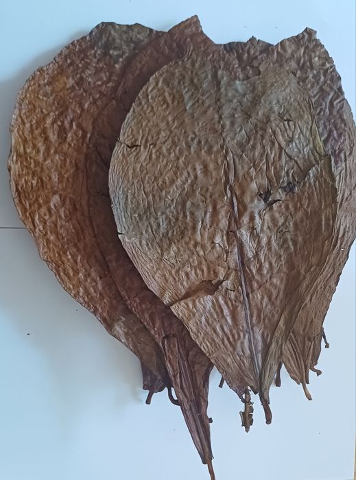 Suszone liście Ketapang Migdałecznika  duże 17-26 cm  50 szt.