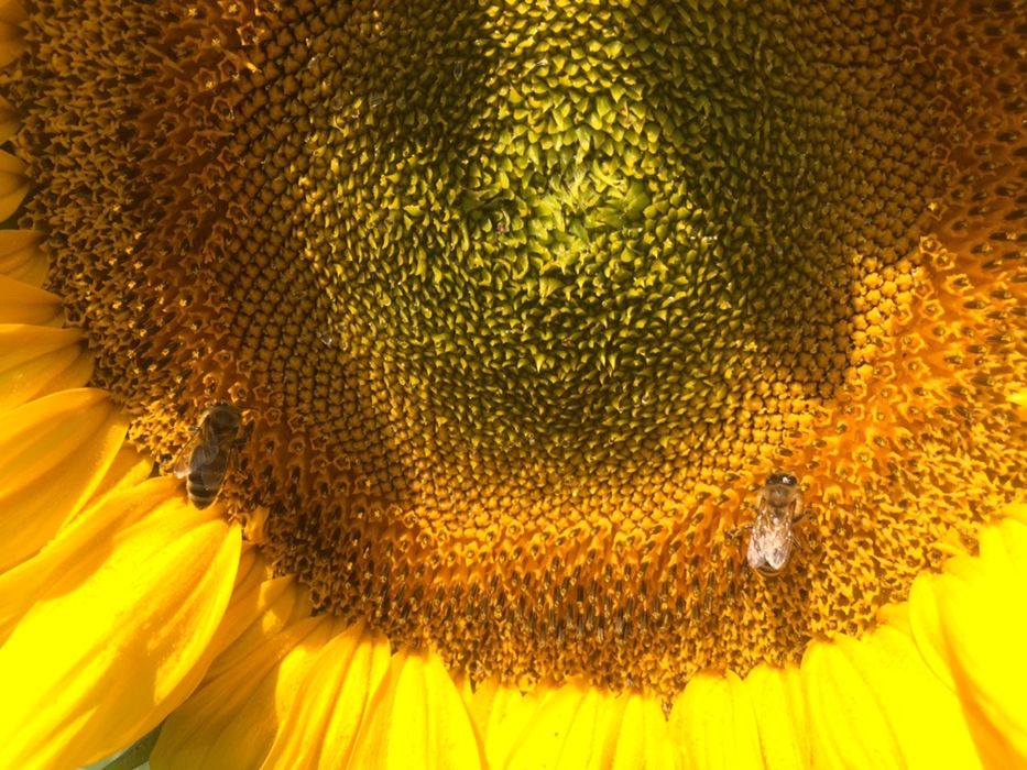 Сонях з різноцвітом, різноцвіт, мед