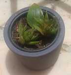 2 suculentas em vaso