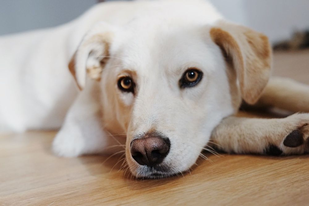 Cudowny Aki szuka domu