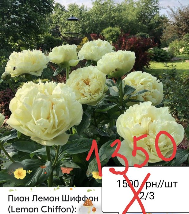 Кореневища півонії