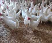 kurki nioski młode odchowane kokoszki Rosa Leghorn oraz Sendy