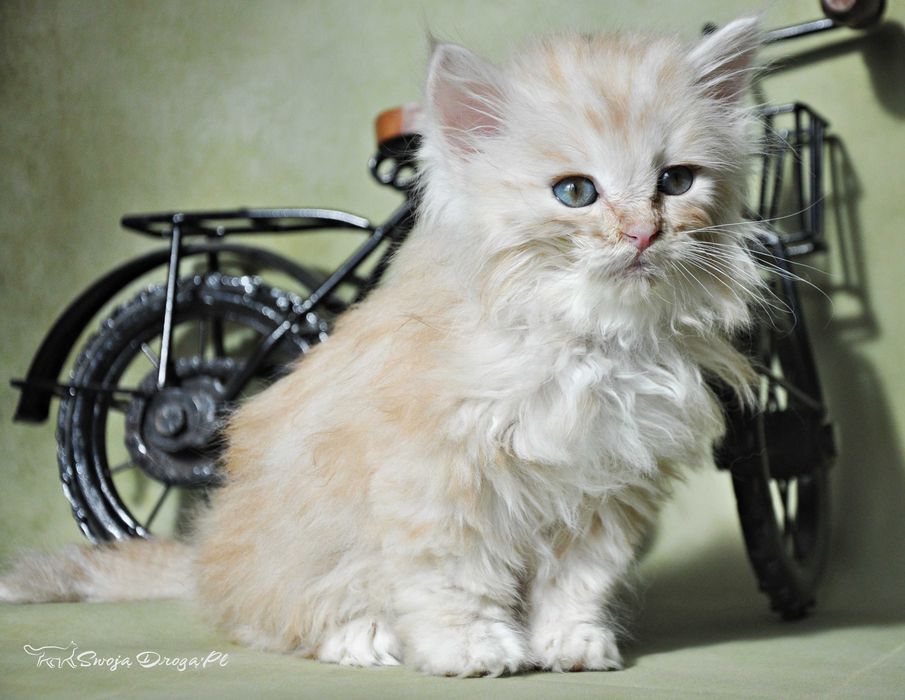 Qudłaty Swoją Drogą*Pl