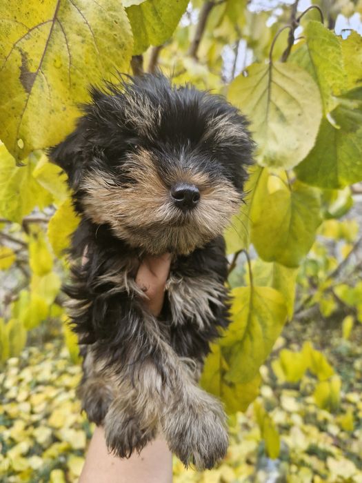 Йоркширский терьер-Йорк