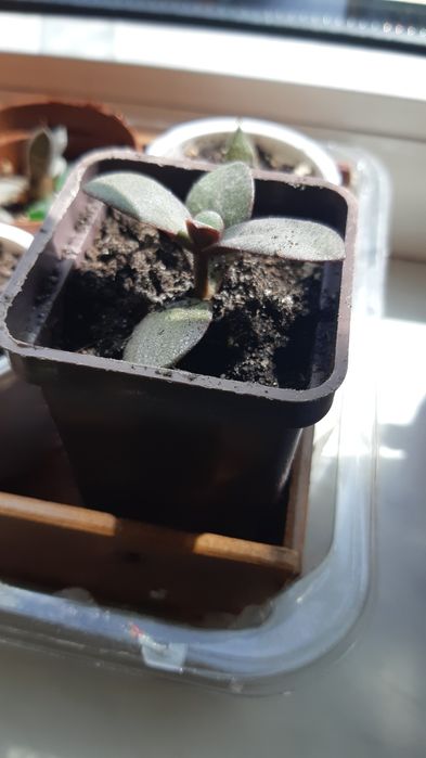 Денежное дерево толстянка красула росточки