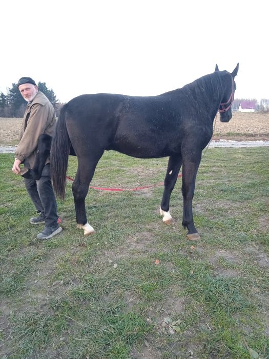 Ogierek śląski kary