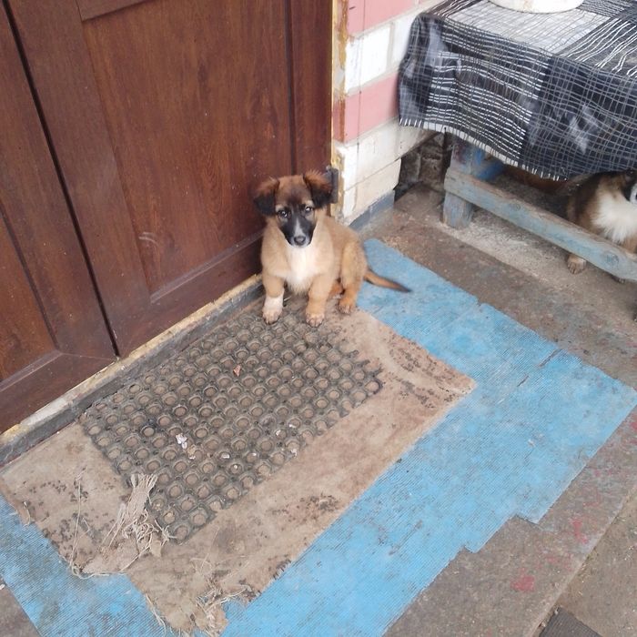 Віддам безкоштовно три дівчинки