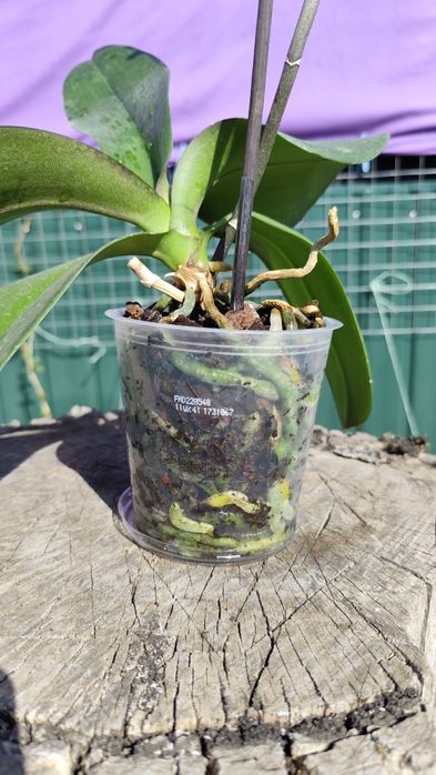 Продам орхідею фаленопсис 10,5 см ТЕРМІНОВО