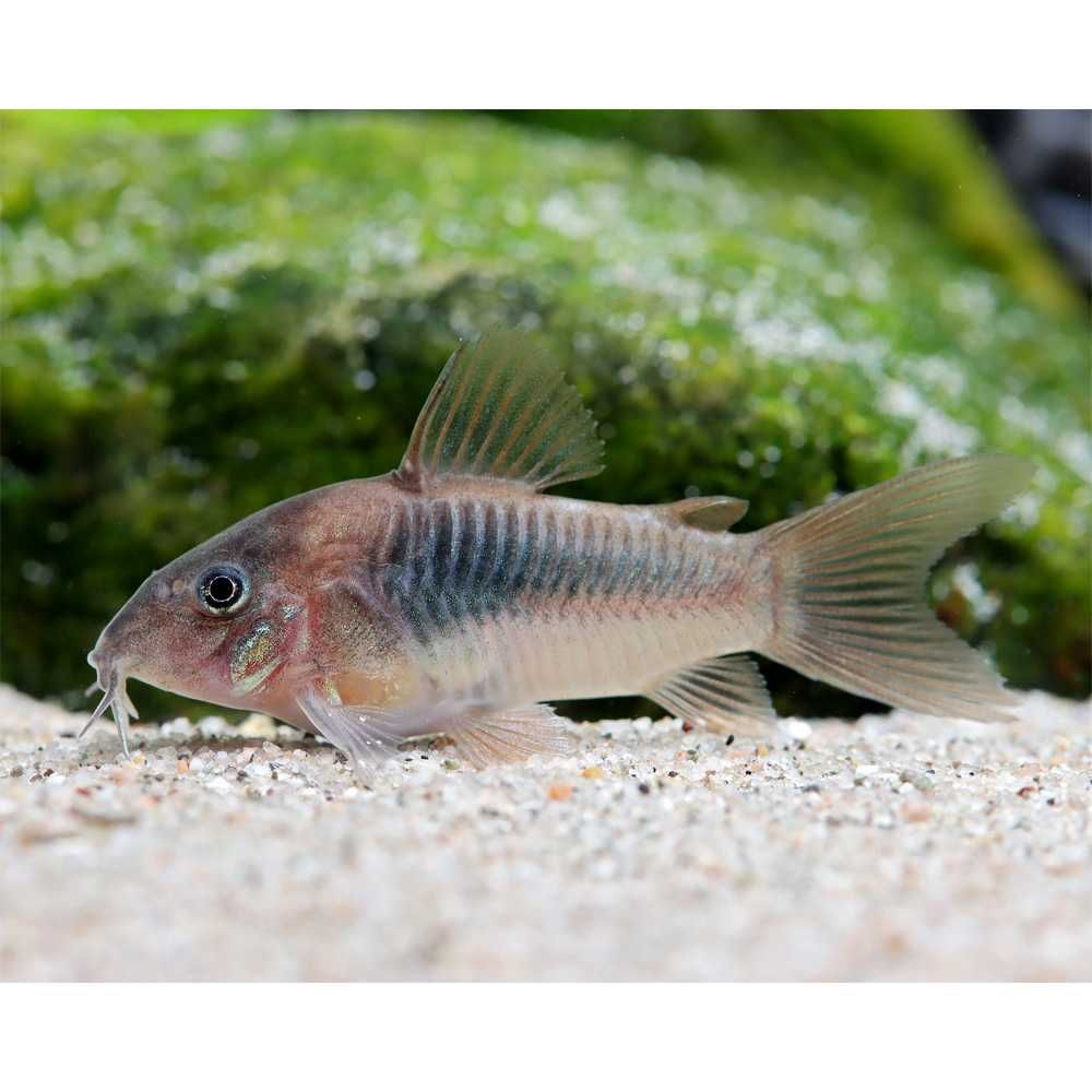 Kirysek Spiżowy - Brązowy - Corydoras aeneus