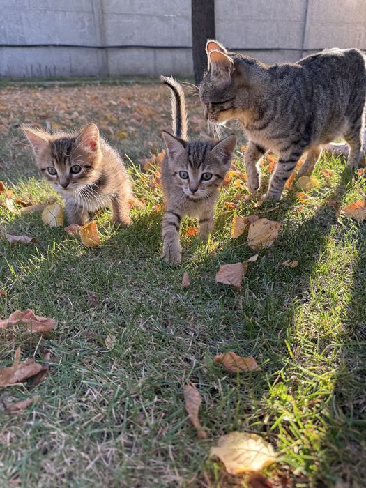 Віддам пухнастий релакс в добрі руки