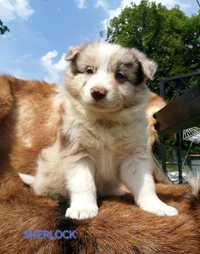 Border Collie Piesek Chocolate Red Merle