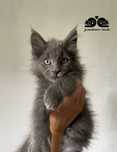Maine Coon kocurek