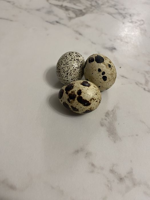 Jajka przepiórcze z wolnego wybiegu 18 sztuk