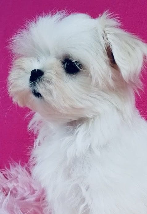 Maltańczyk MINI XS suczka Maltańczyki