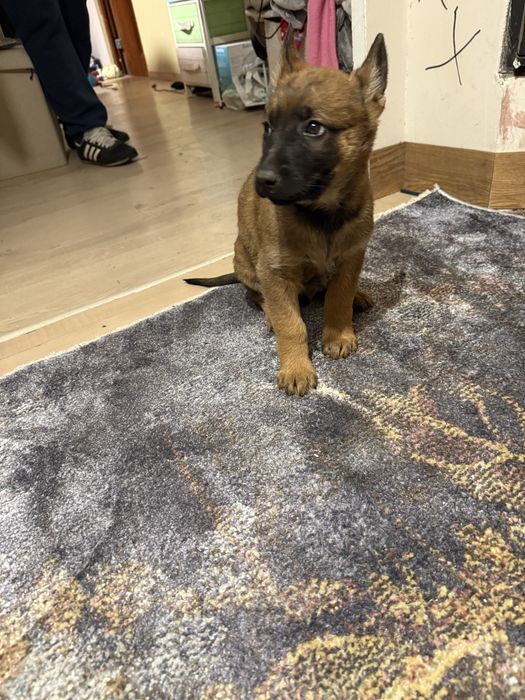 Szczeniak  owczarek belgijski