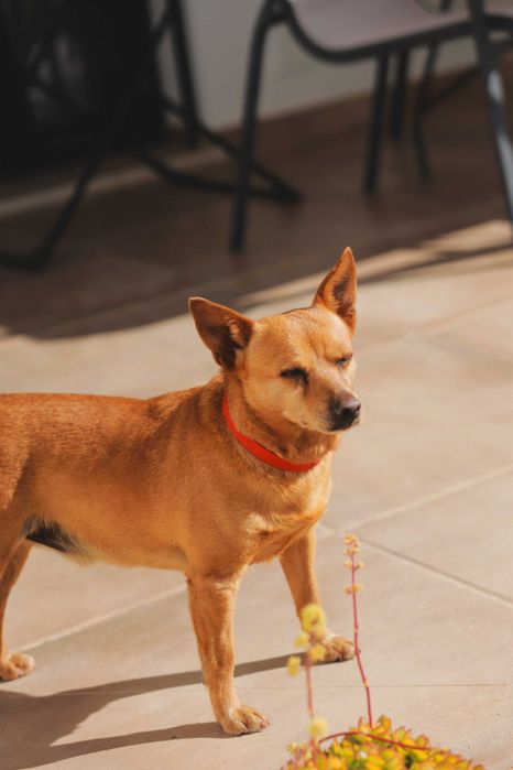 Cão jovem e meigo procura lar