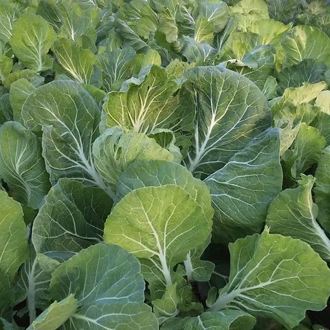 Couve penca biologica