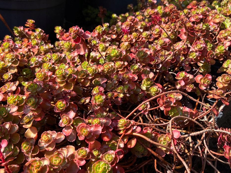 Rozchodnik kaukaski 'Dragon's Blood' (Sedum) P9