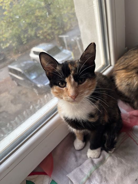 Отдам в добрые руки девочки