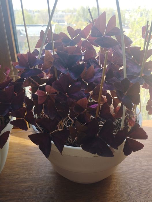 Кислиця, оксалис.