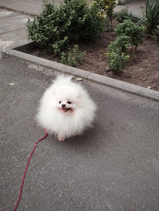 Померанец. Мальчик 10 мес.