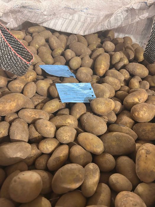 ziemniaki w typie sadzeniaka riviera, piwonia, werbena, arizona