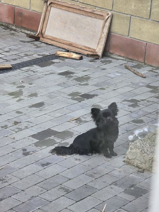 Хлопчик чіхуахуа підрощений