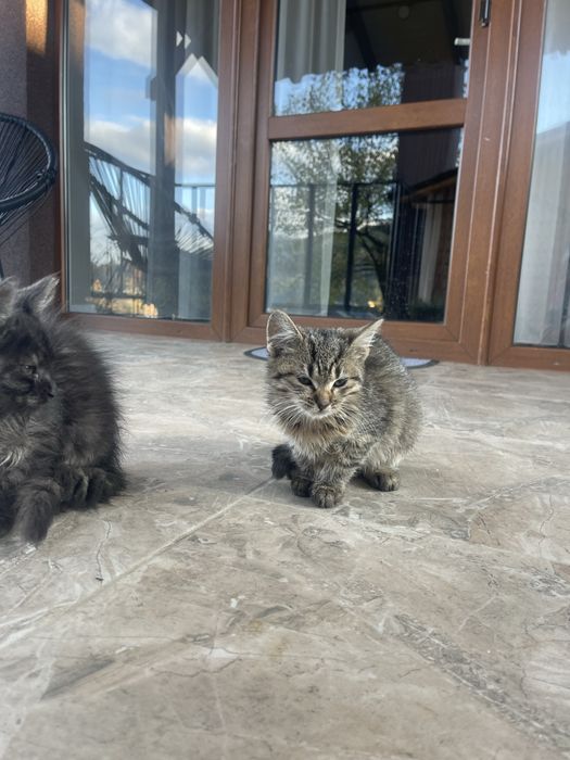 Віддам у хороші  руки