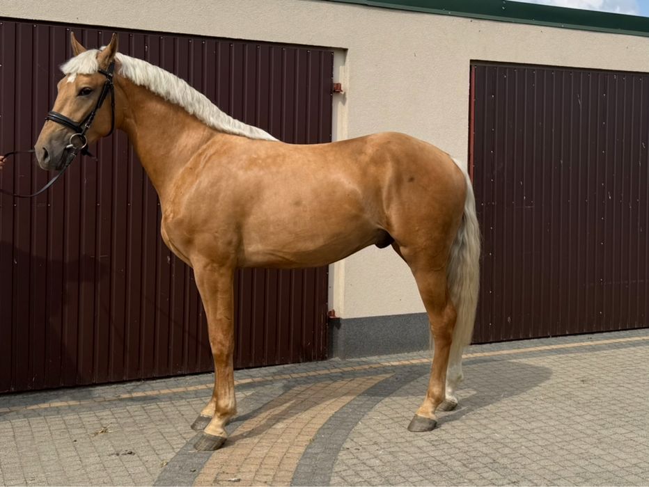Wałach izabel 2.5 roku