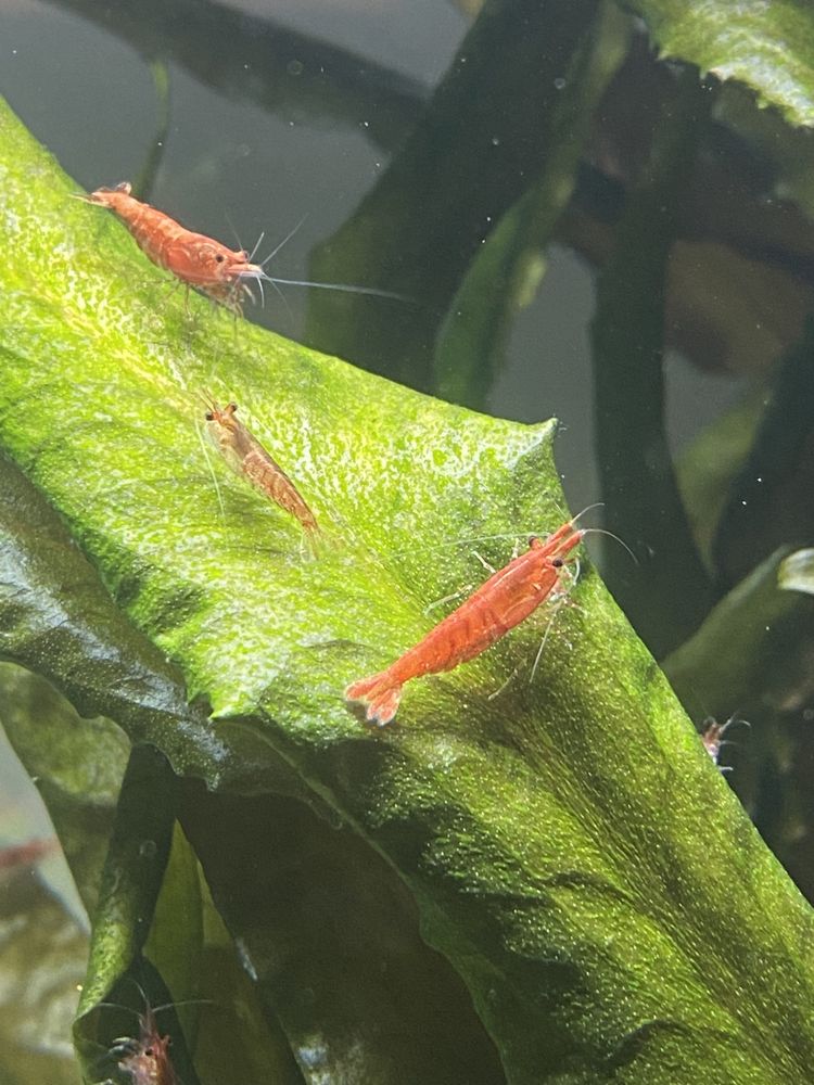 Krewetki neocaridina davidi red cherry