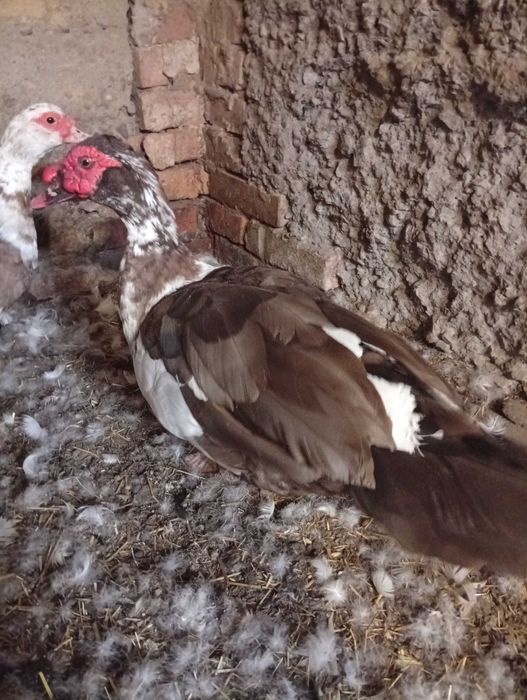 Продам мускусного утака, шипуна