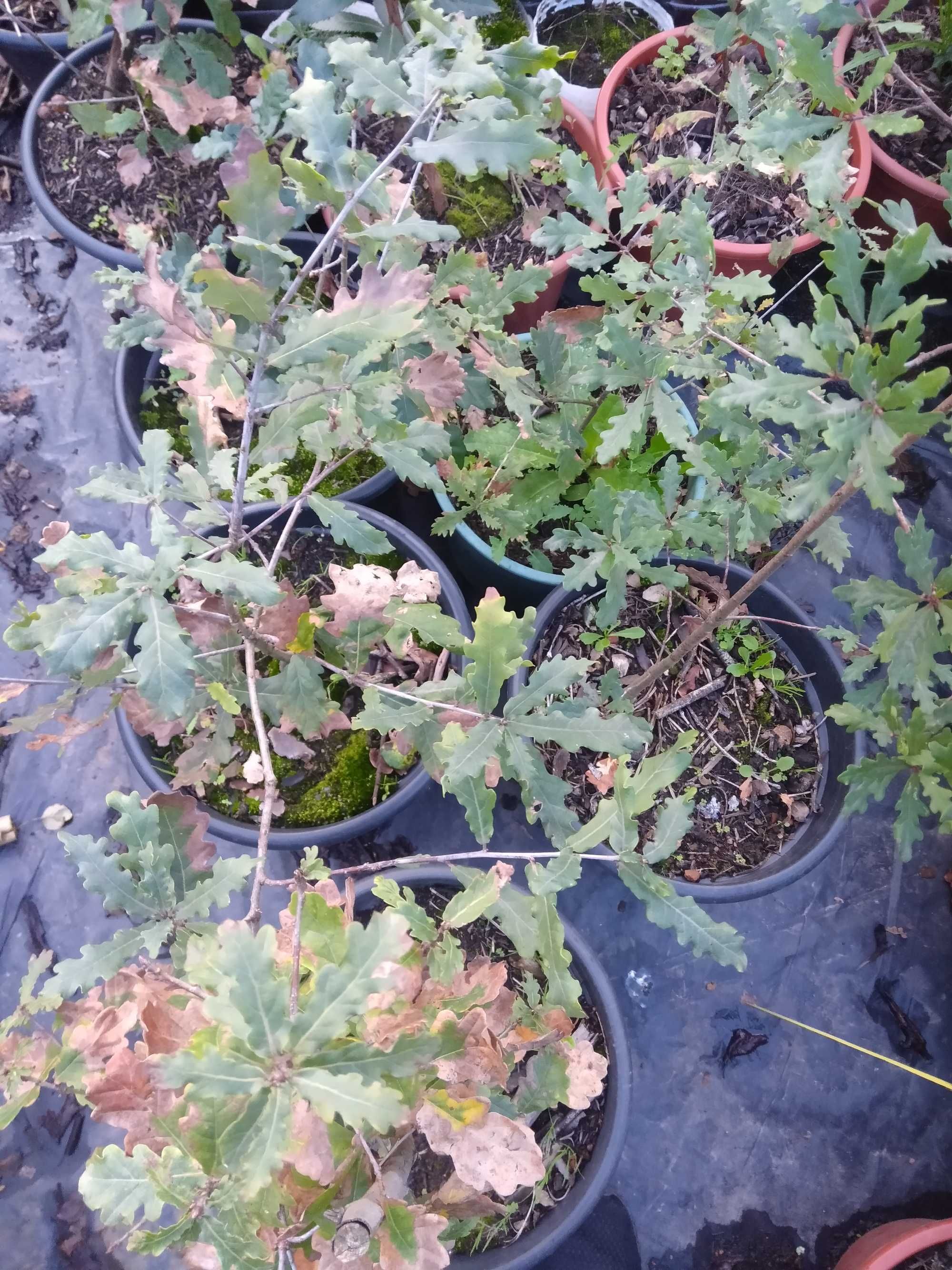 Azevinho (Ilex Aquifolium)