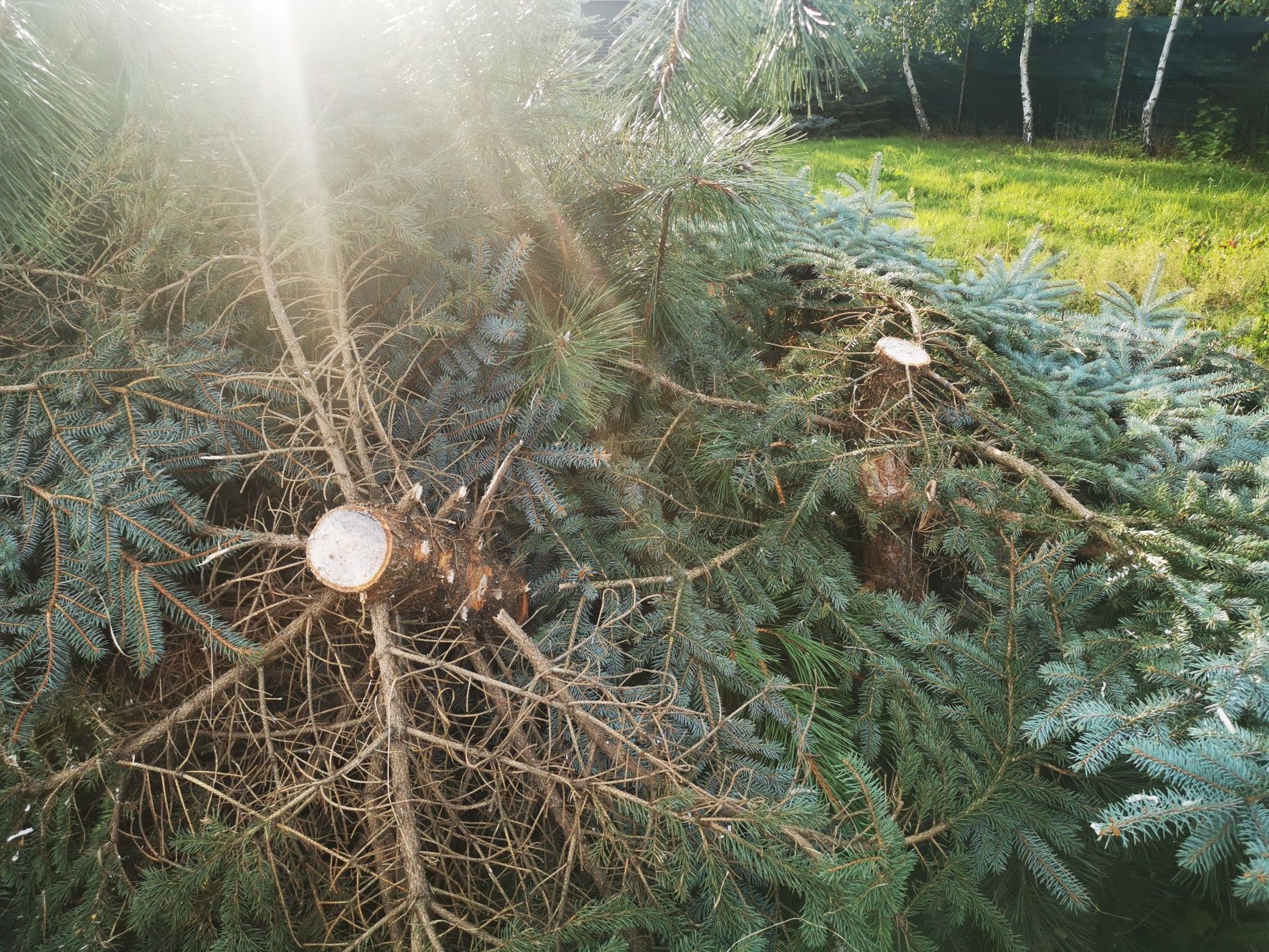 Drzewo na opał oddam