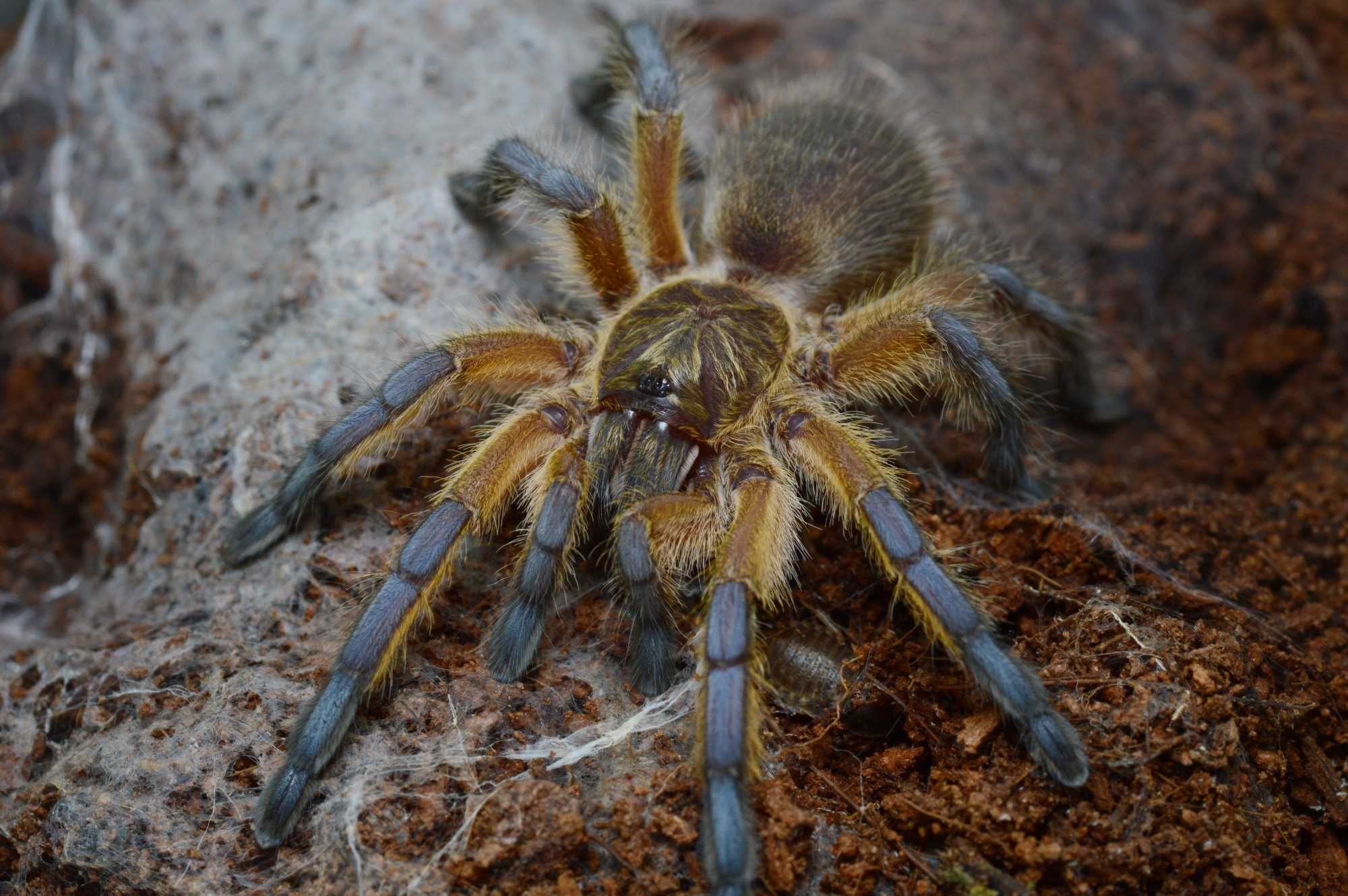Harpactira pulchripes samica ~3cm ciała. Ptasznik pająk.