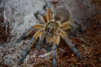 Harpactira pulchripes samica ~3cm ciała. Ptasznik pająk.