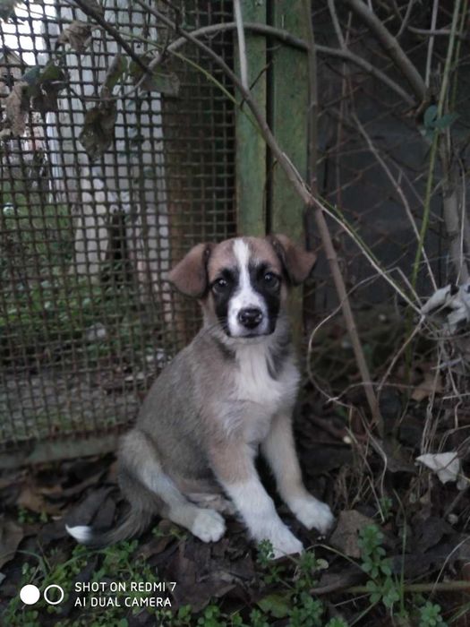 Цуценята в добрі руки!