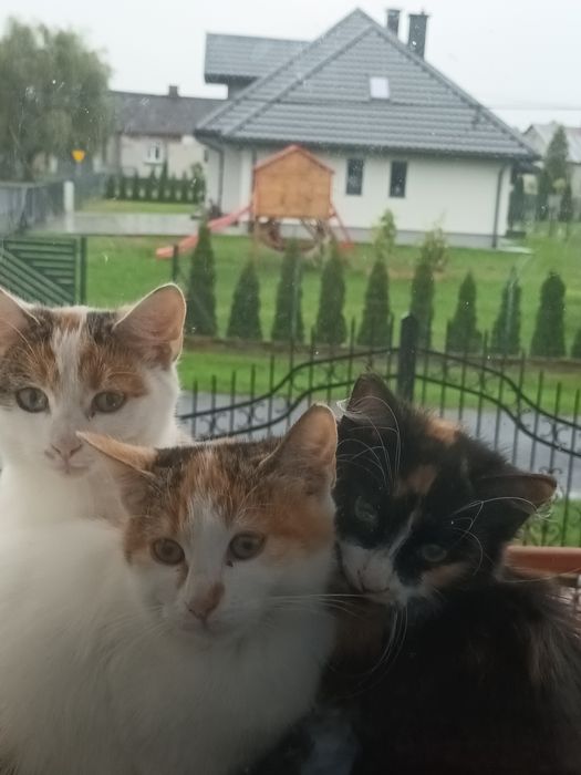 Oddam kociaki w dobre rece